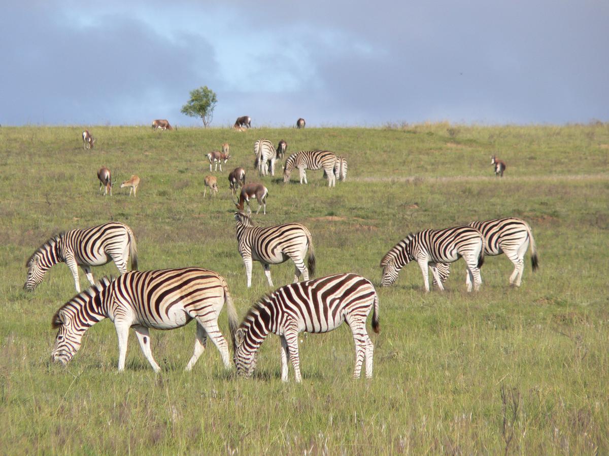 Lalibela Game Reserve Mark'S Camp Grahamstown Exterior foto
