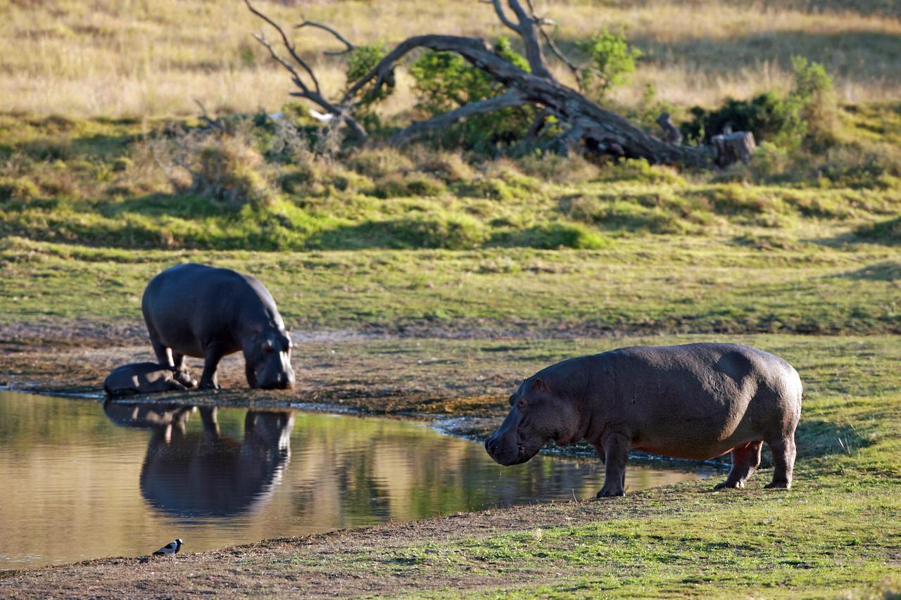 Lalibela Game Reserve Mark'S Camp Grahamstown Exterior foto
