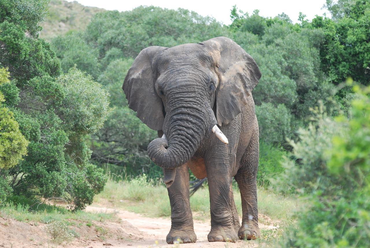 Lalibela Game Reserve Mark'S Camp Grahamstown Exterior foto