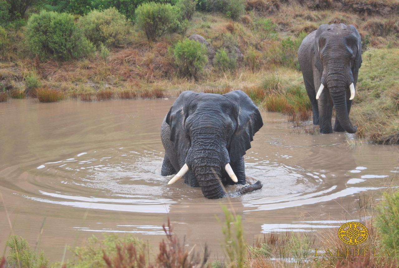 Lalibela Game Reserve Mark'S Camp Grahamstown Exterior foto